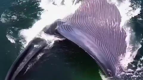 The baleen in the whale's mouth filters the food and the whale pushes most of the water out