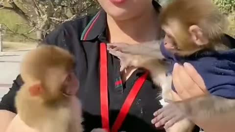 Funny monkey love to kiss beautiful girl He really love that Lady