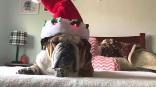 Christmas Hat Wearing Pup
