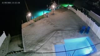 Crocodile Climbs into Pool