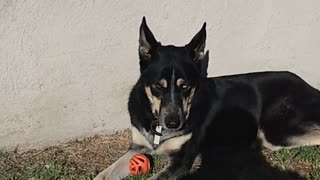 My lazy dog sunbathing