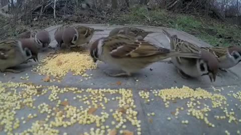 Sparrow eating food and chirping.