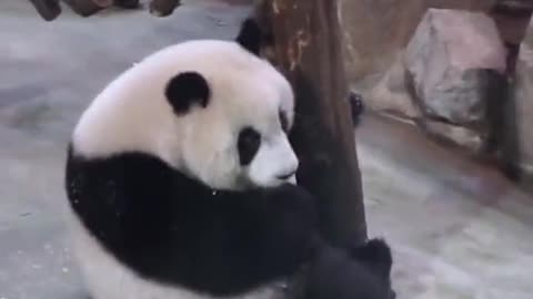 The moment the panda falls
