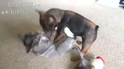 FUNNY CATS VS FUNNY DOGS Try not to laugh.