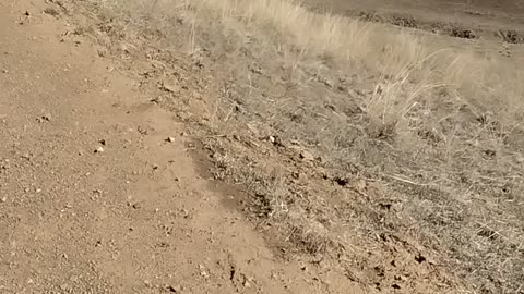 Military BlackHawk 50ft low fly pass California