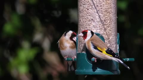 Blue Bird Goldfinch Bird Nature Bird Ave Sparrow bird Blue Tit|Pet Animal