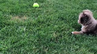 Australian Shepherd puppy pounces on tennis ball