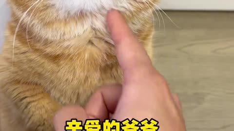 The Cutest Cats of 2024 Episode 14