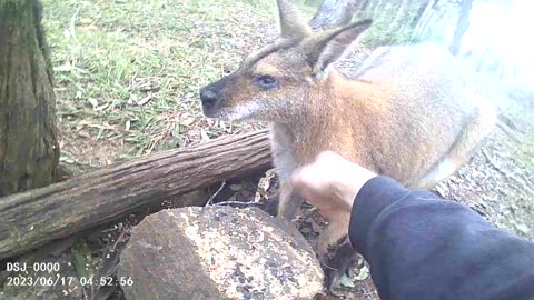 I Waited Ten Years for This.... First Proper Pat with Goggles the Wild Wallaby