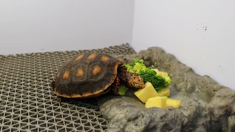 Footage of cute land turtle eating vegetables