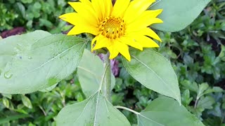 Sunflowers!!!