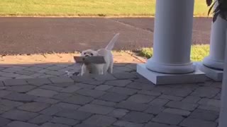 Tiny Puppy Enthusiastically Fetches Newspaper For Owner