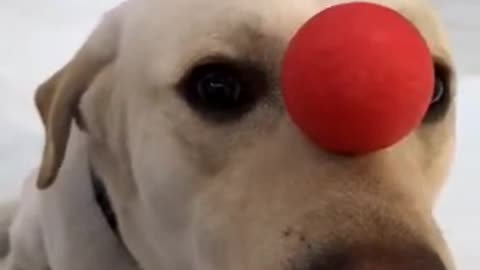 The dog juggled a ball