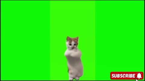 dancing cat 2