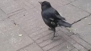 Rescued Crow Learns to Imitate Chickens