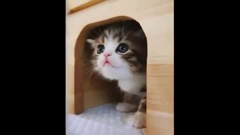Funny cute cat 🐈 kitty cute