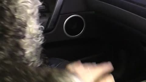 Fluffy black dog will not let owner stop petting him