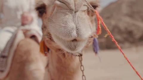 Cute Camel Video - Funny Animal Videos 🤣