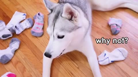 Husky Gets Put in Timeout for Stealing Socks! (She’s not happy about it!)