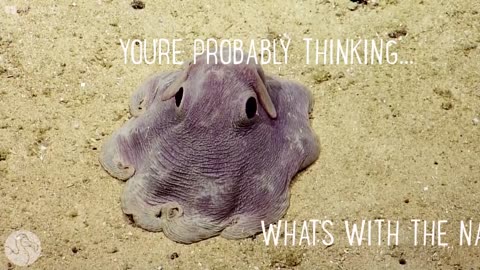 The Dumbo Octopus