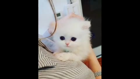 Cute CATS - Funny and Cute Cat Videos #Funny Videos