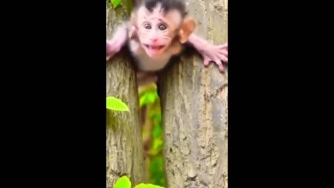 Cute monkey 🐒 baby in trouble