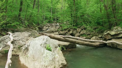 Rocky River In The Woods