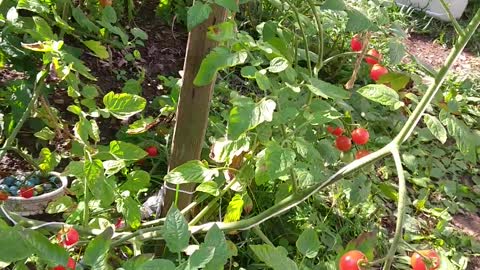 Peek at ourTomatos