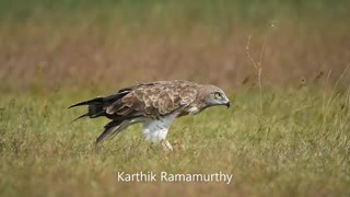 Short Toed Snake Eagle swallowing a Rat snake