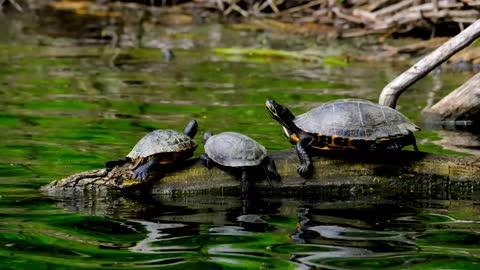 Turtles lake family on wood