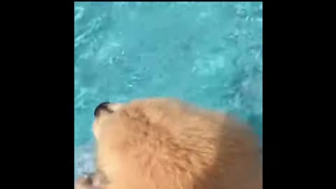 Golden Retriever Swimming Moments