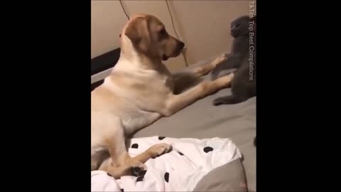 Cute Dog And Cat Play Together 😘😂