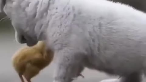 Lindo perrito jugando con pollitos