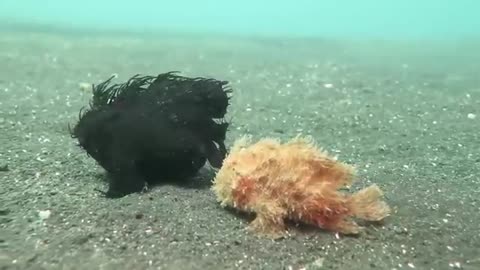 Two frogfish on a walk.