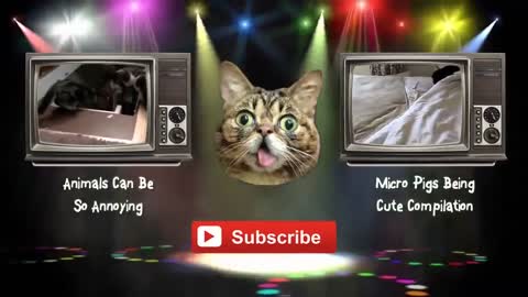 funny video,cats