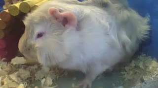 Abyssinian guinea pig having a snack before lunch, very cute and beautiful! [Nature & Animals]