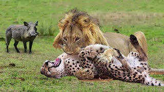OMG! Cheetah Tortured Catastrophically By Lion Warthog Tossing Leopard To The Air To Save Baby