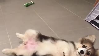 Playful Corgi