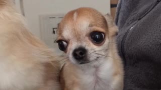 Chihuahua's funny ear
