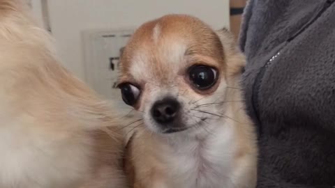 Chihuahua's funny ear