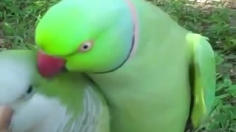 parrots love moment