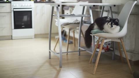 beautiful fluffy cat resting in the kitchen