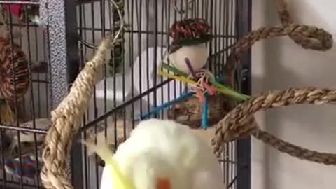 Cockatiel Wing Trick