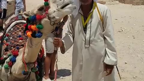 Adorable Good looking Camel kiss his owner
