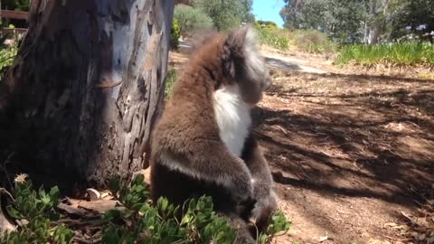Koala is expelled from the tree and begins to CRY DES