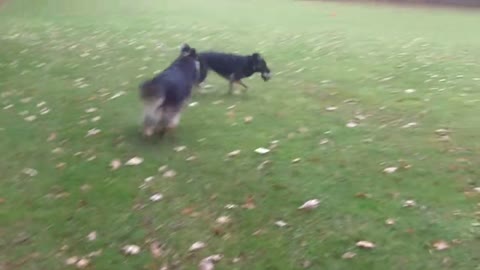 High energy Great Dane can't stop doing zoomies