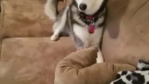 husky throws the funniest temper tantrum very funny