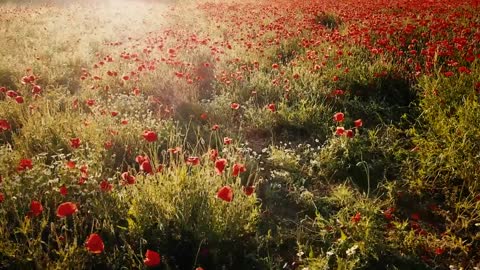 the poppy fields