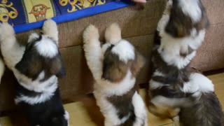 Shih Tzu Puppies after the 1st bath -)