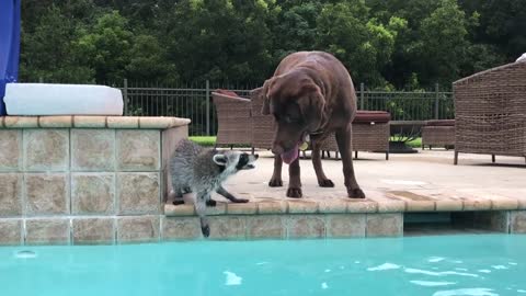 Dog Leaps Into Pool To Join Best Raccoon Friend. Their Next Move Together Has Internet Swooning